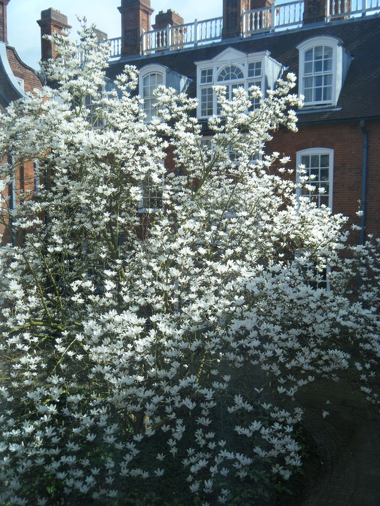 Magnolia tree in Newnham